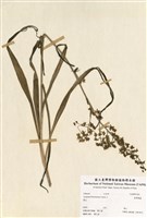 藏品(臺灣藜蘆)的圖片